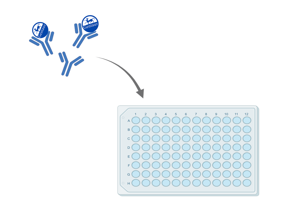 ELISA   5-HT-4 anti-