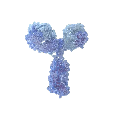 ATP6V1H (Human) IP-WB Antibody Pair