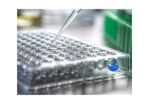 [GEN - E13578El-96] LH ELISA, Elephant